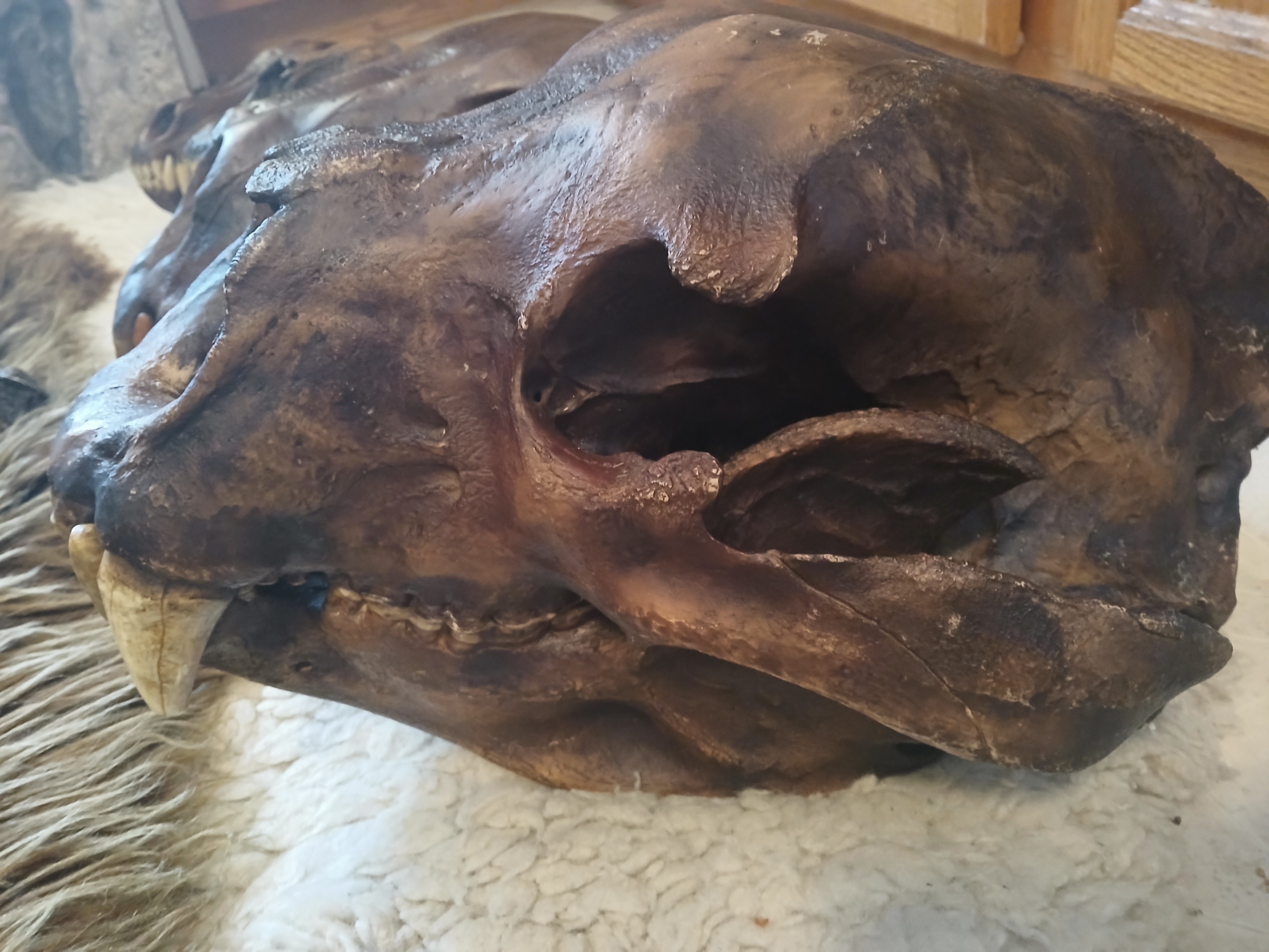 Arctodus Simus Skull (Short Faced Bear)