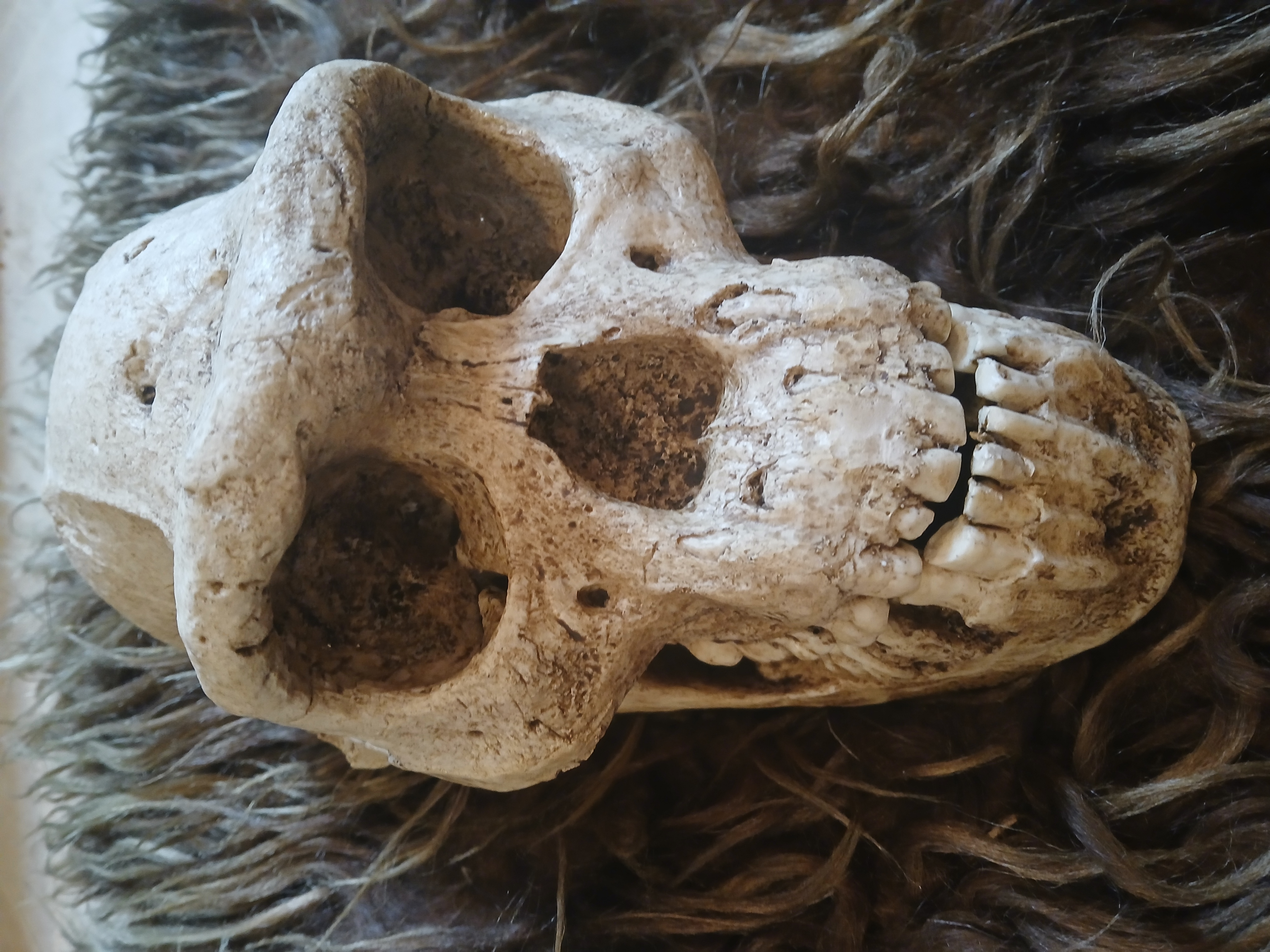 Homo Erectus Skull ("Dmanisi 5")