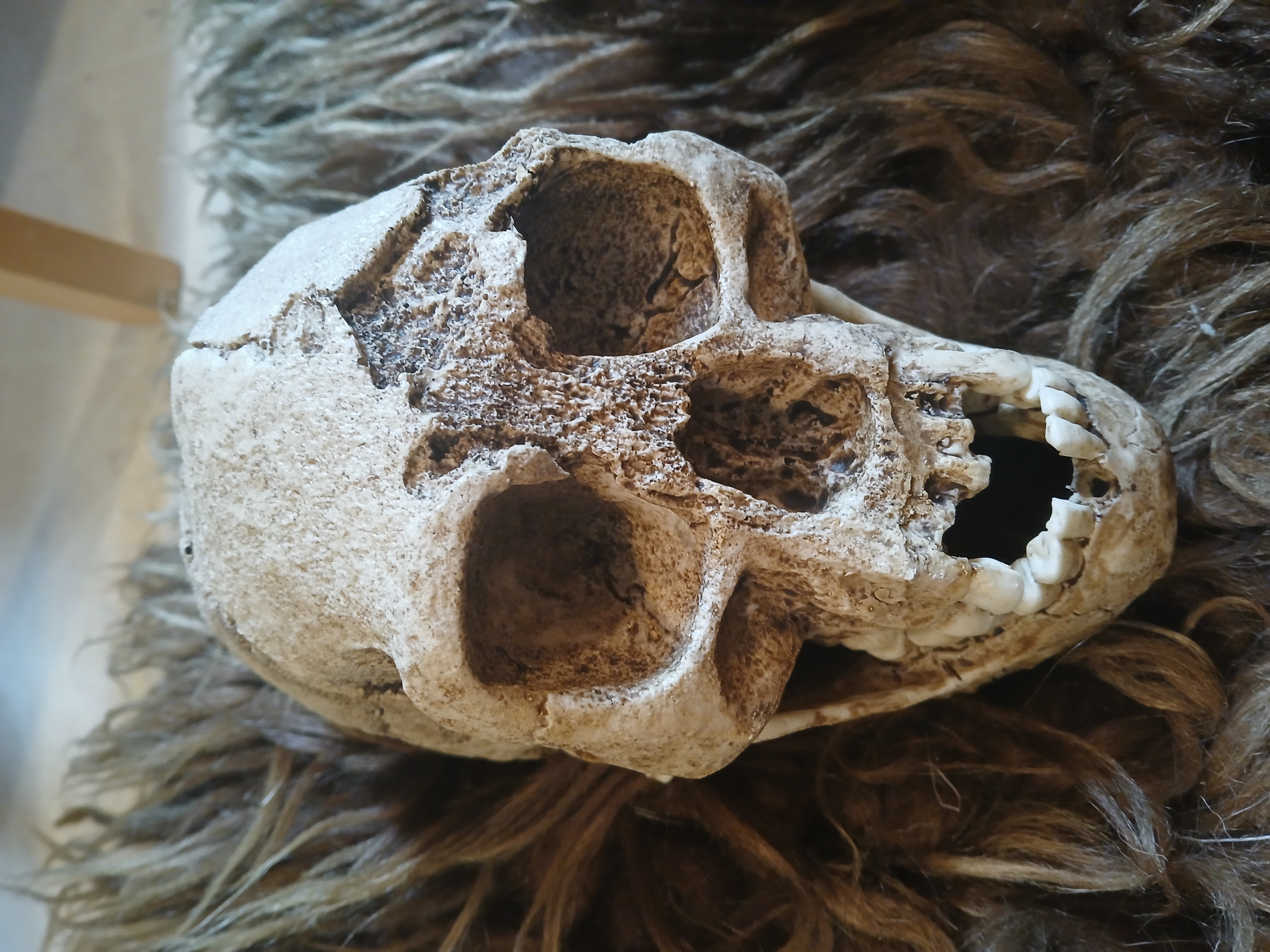 Homo Floresiensis Skull ("Hobbit")