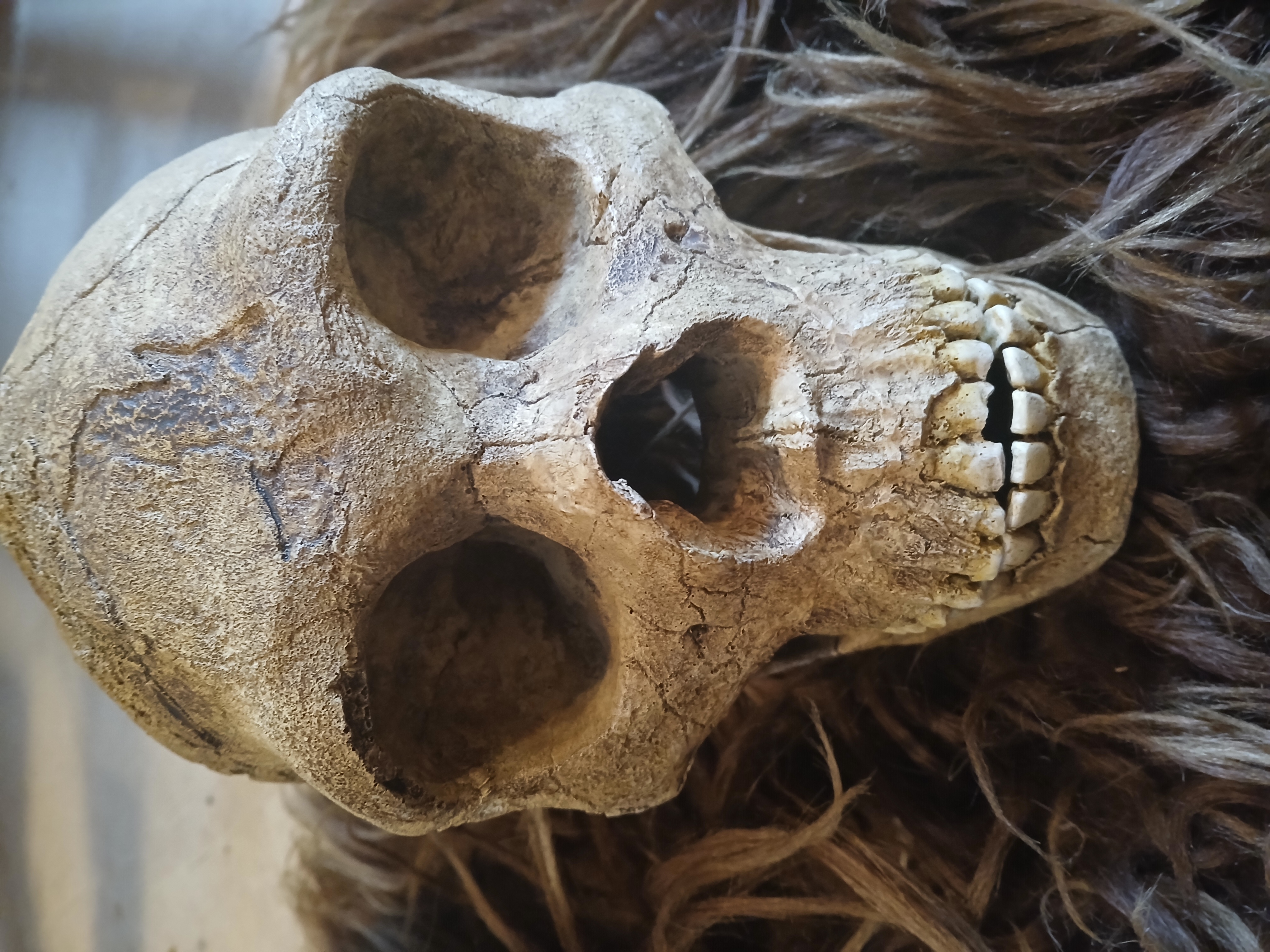 Homo Neanderthal Skull ("Gibralter 1")