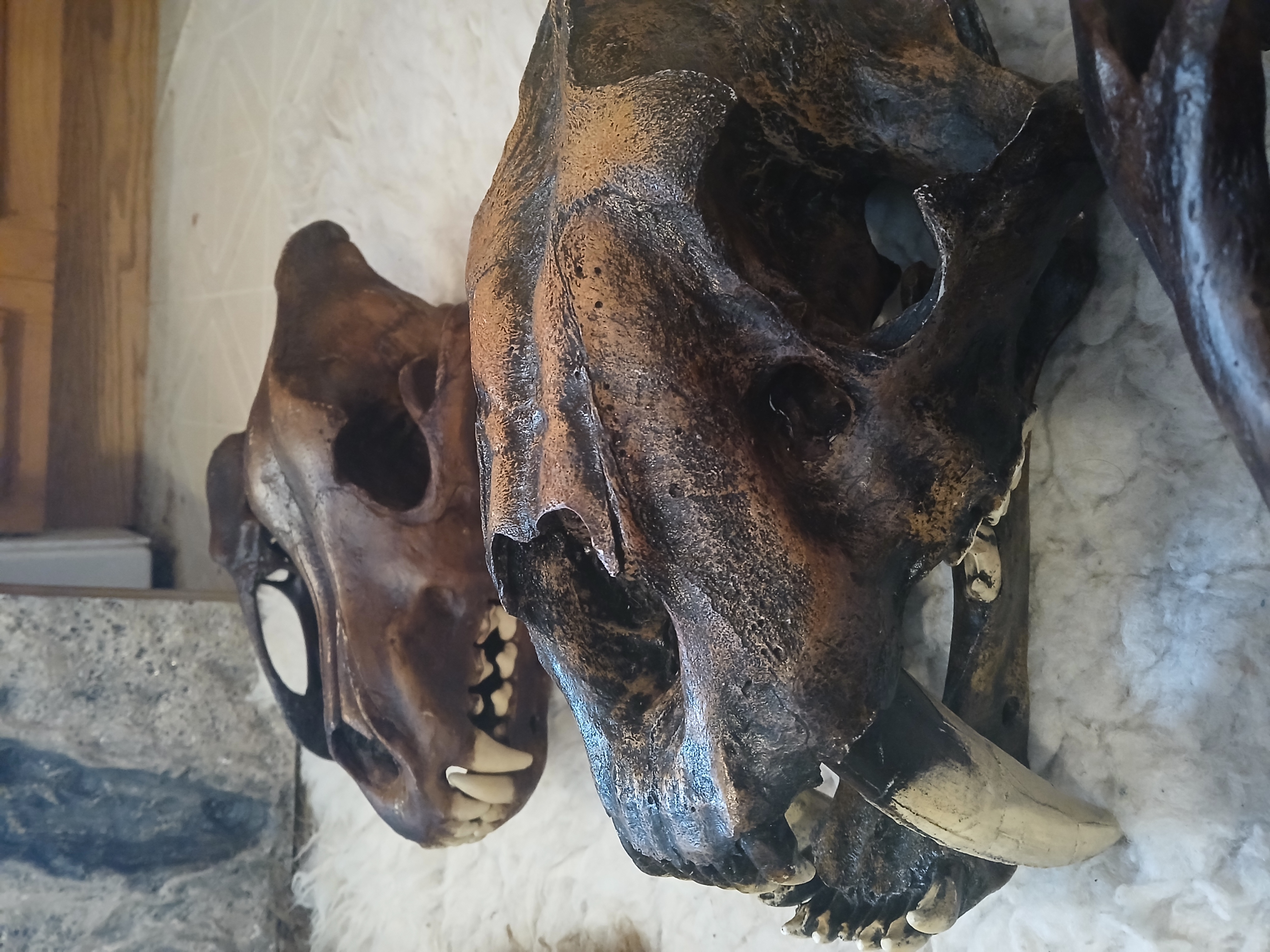 Smilodon Fatalis Skull (Sabertoothed Cat)