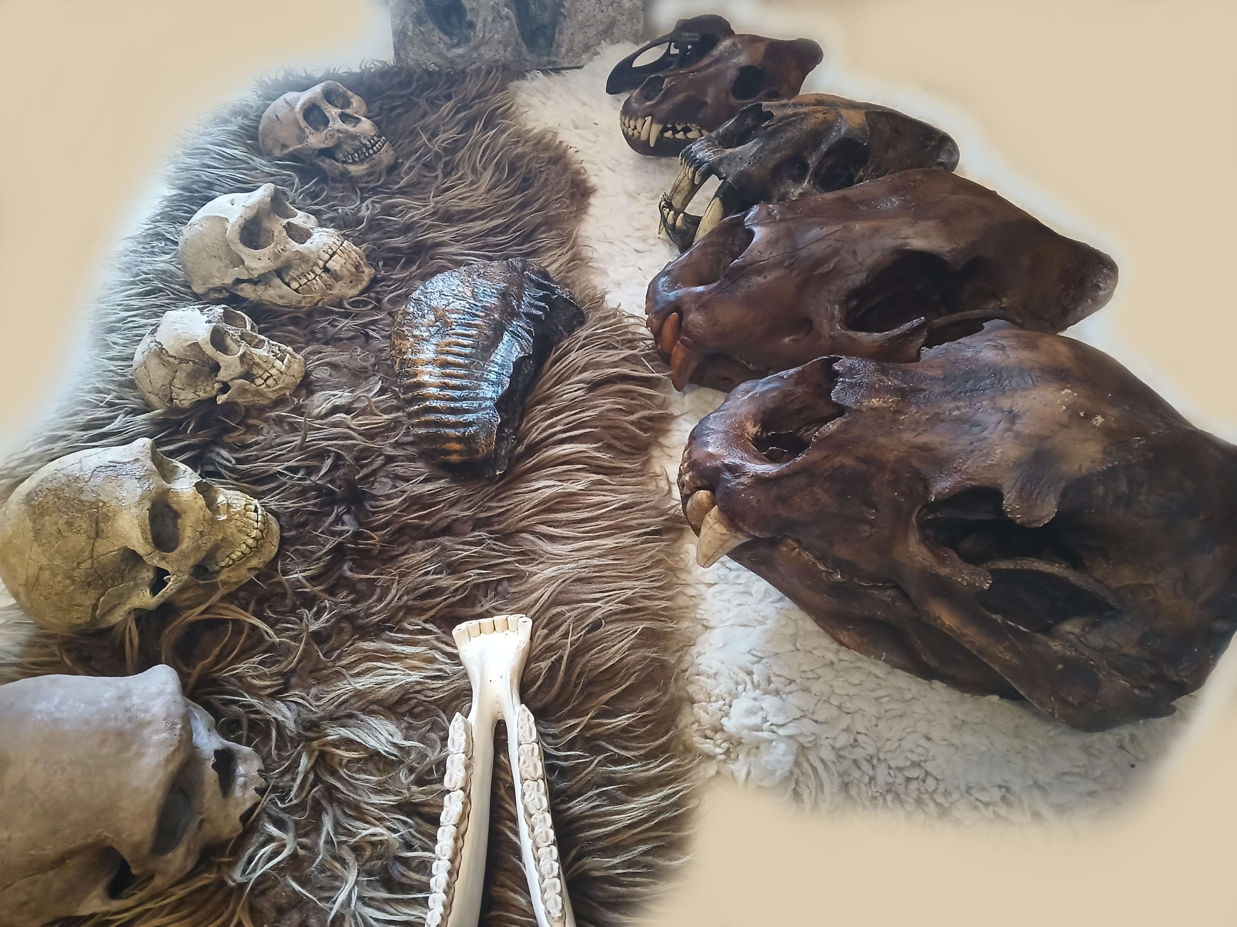 Replica Showcase Close Up